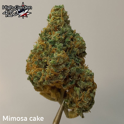 3 Mimosa cake 1