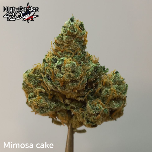 3 Mimosa cake 2