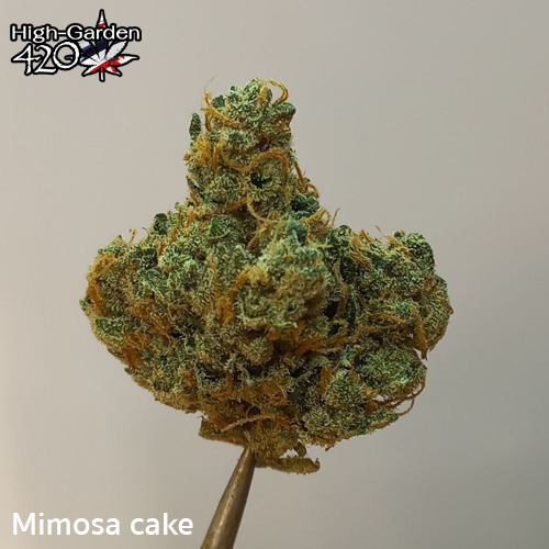 3 Mimosa cake 3