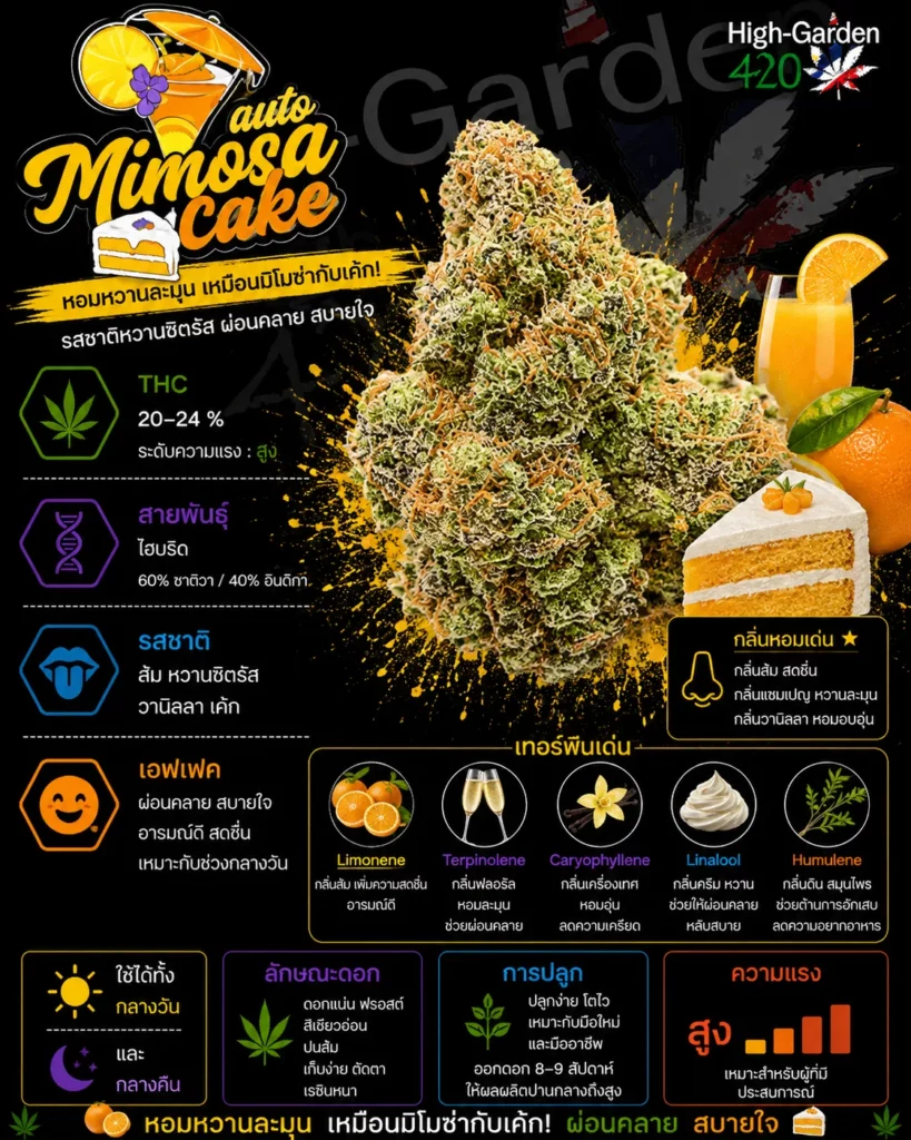 Mimosa Cake strain สายพันธุ์กัญชาไฮบริด THC 20-24%