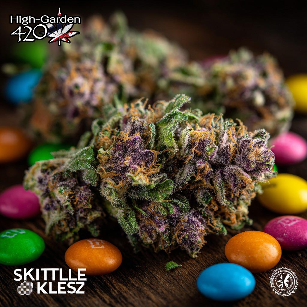 ดอกกัญชาสายพันธุ์ Zkittlez สีเขียวปนม่วง เคลือบด้วยไตรโคม เงางาม พร้อมลูกกวาดสีสันสดใส