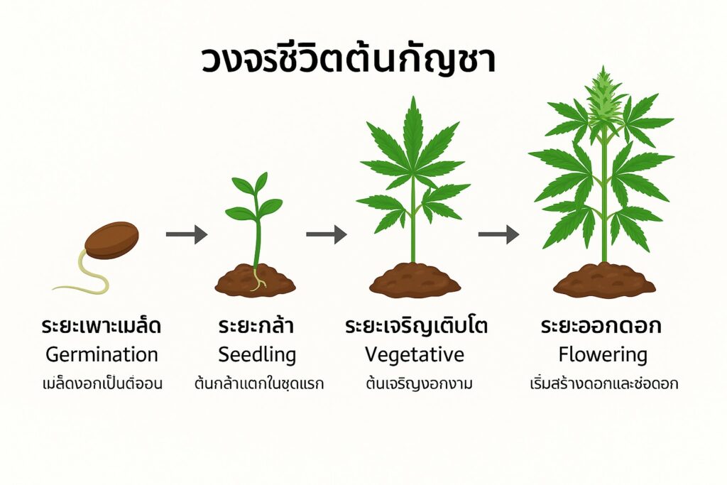 วงจรชีวิตกัญชา 4 ระยะ ตั้งแต่เพาะเมล็ดถึงออกดอก