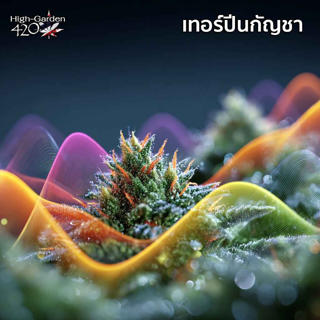ภาพดอกกัญชาพร้อมเอฟเฟกต์คลื่นสีสวยงามแทนกลิ่นเทอร์ปีนกัญชา เช่น ส้ม ลาเวนเดอร์ และไพน์