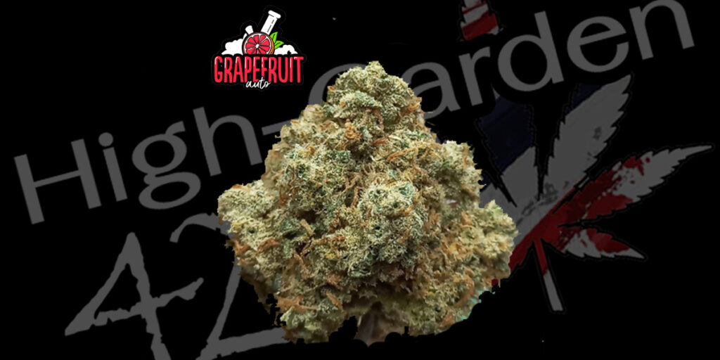 Grapefruit strain