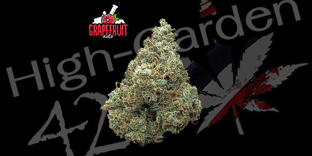 ดอกกัญชาสายพันธุ์ Grapefruit Strain ดอกสีเขียวสด เคลือบด้วยไตรโคมและขนสีส้ม