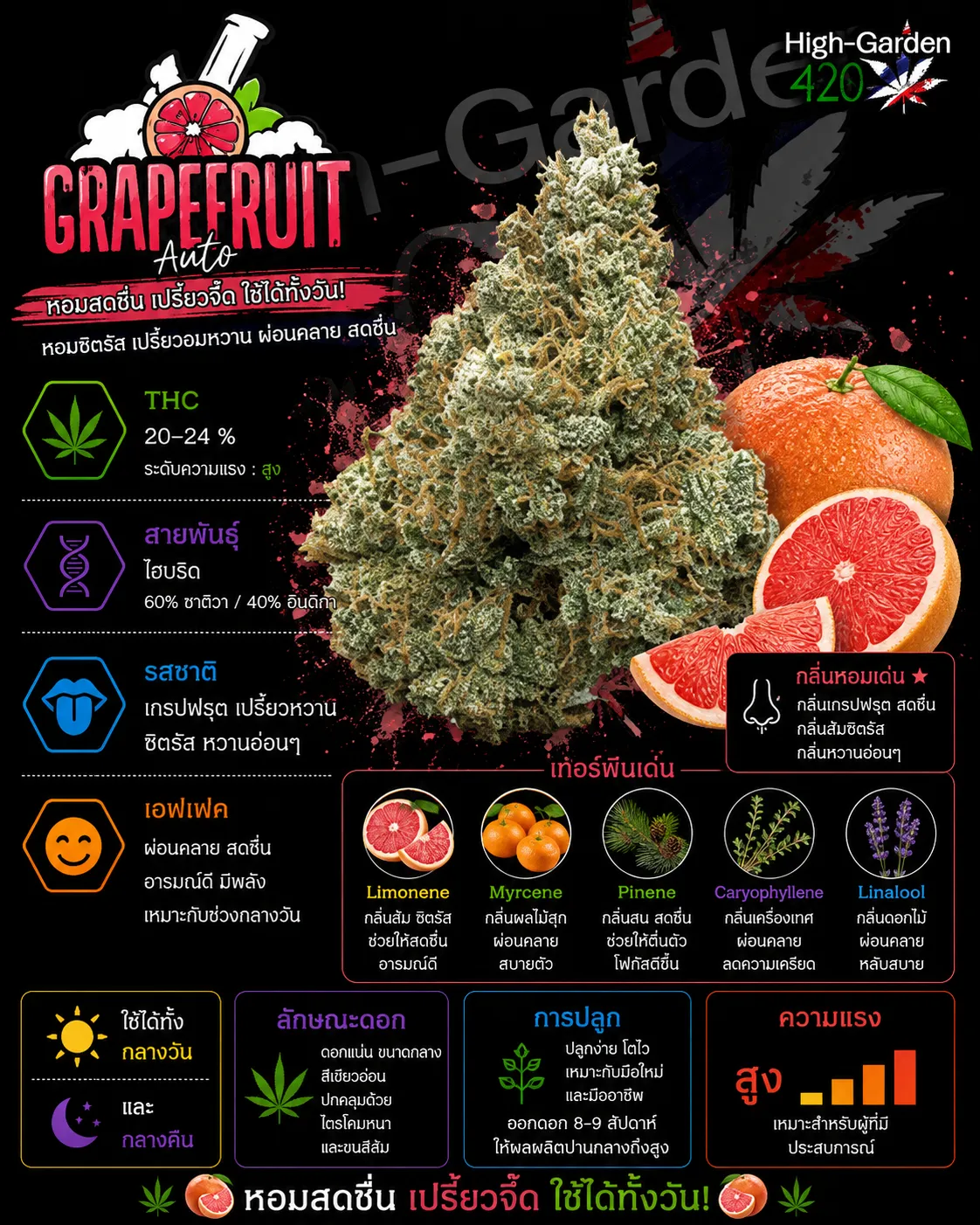 Grapefruit strain สายพันธุ์กัญชาไฮบริด THC 20-24%