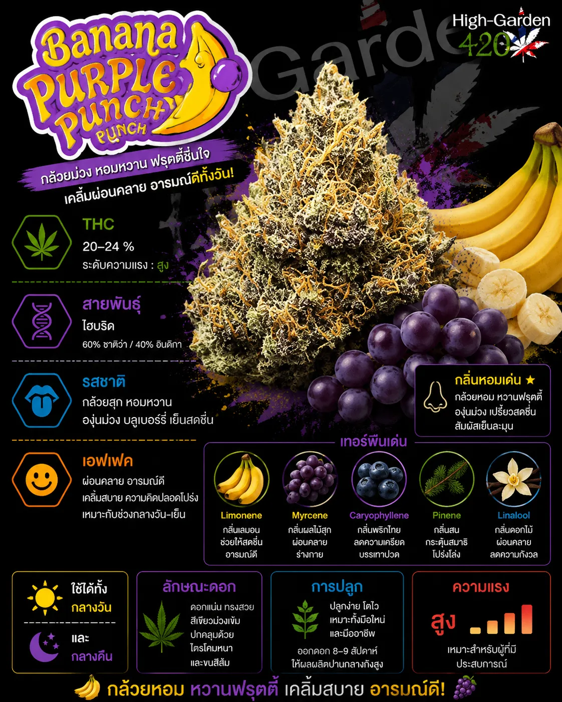 Banana Purple Punch สายพันธุ์กัญชาไฮบริด THC 20-24%