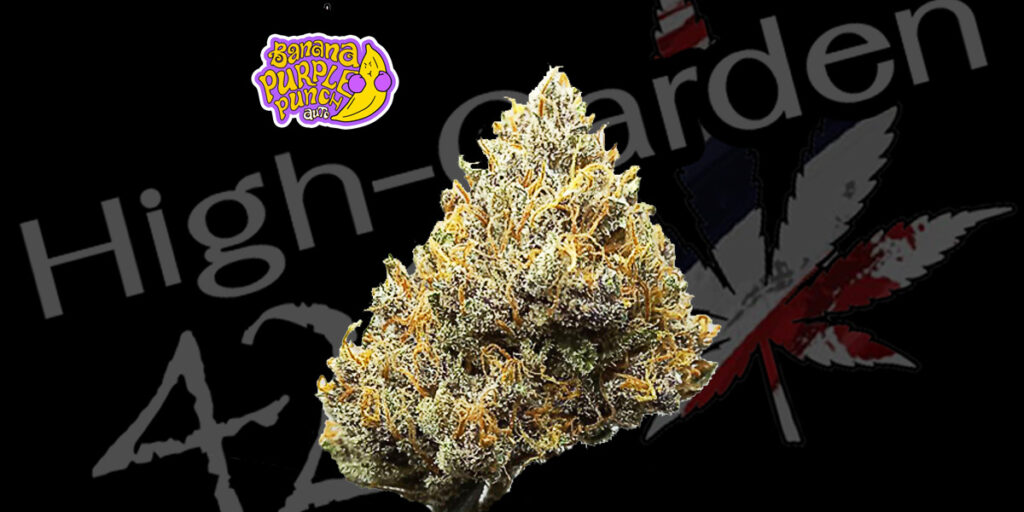 ดอกกัญชา Banana Purple Punch สายพันธุ์ยอดนิยม