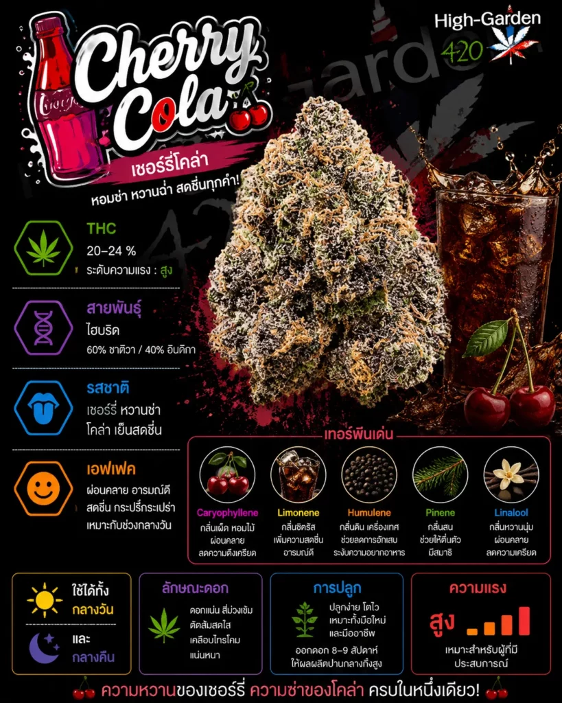 Cherry Cola strain สายพันธุ์กัญชาไฮบริด THC 20-24%
