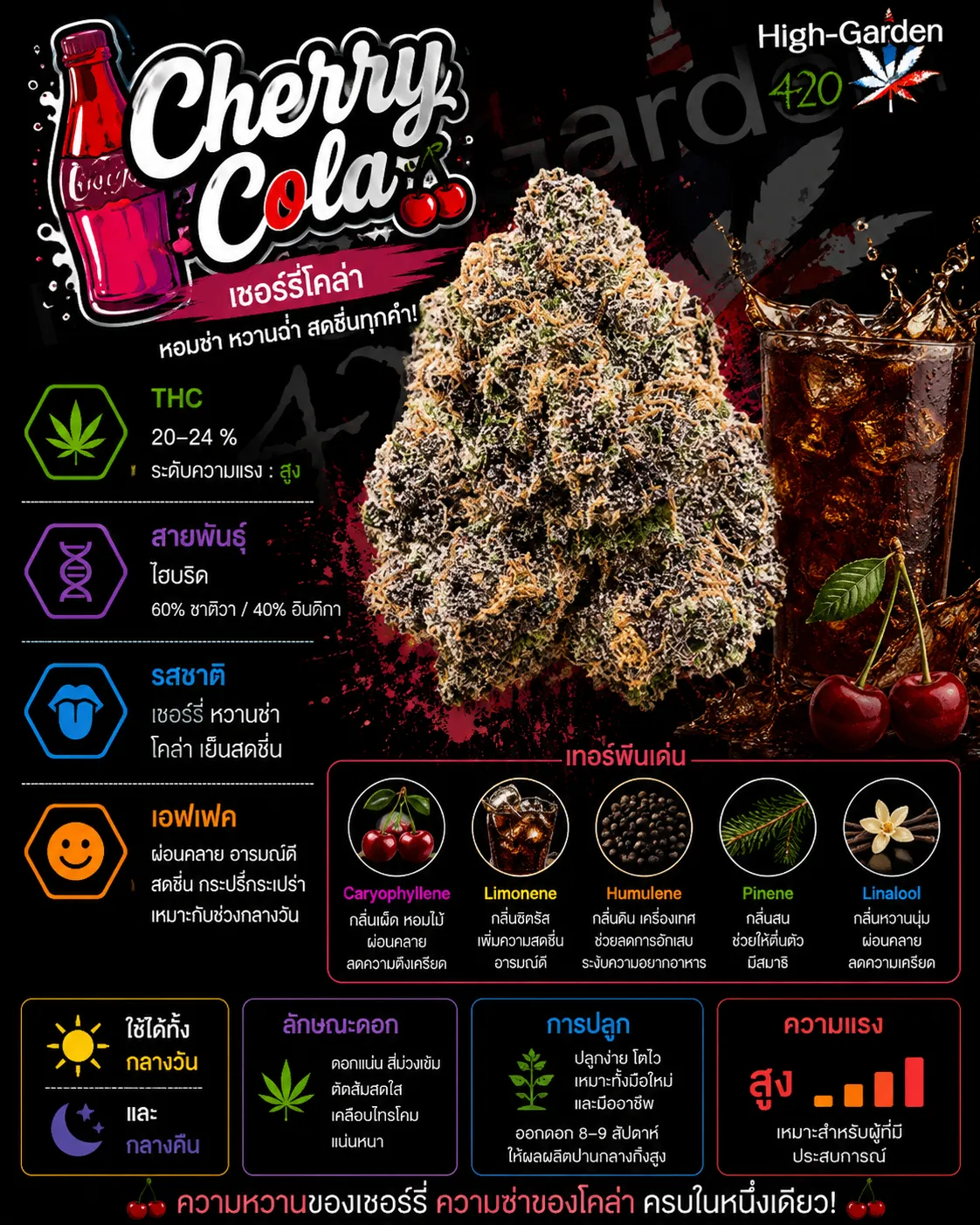 Cherry Cola strain สายพันธุ์กัญชาไฮบริด THC 20-24%