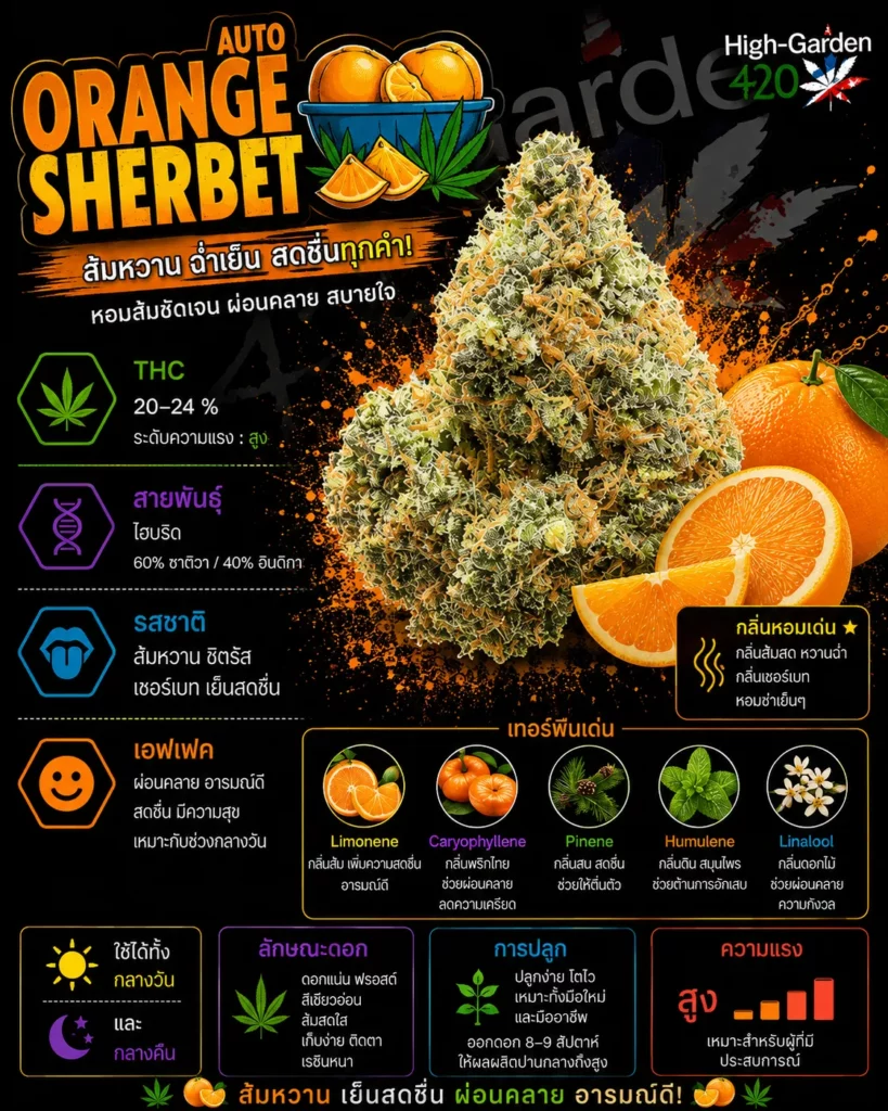 Orange Sherbet สายพันธุ์กัญชาไฮบริด THC 20-24%