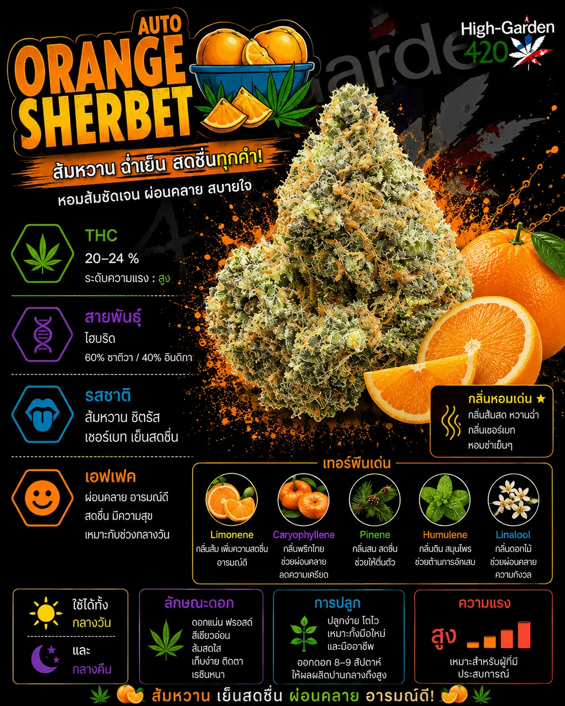 Orange Sherbet สายพันธุ์กัญชาไฮบริด THC 20-24%