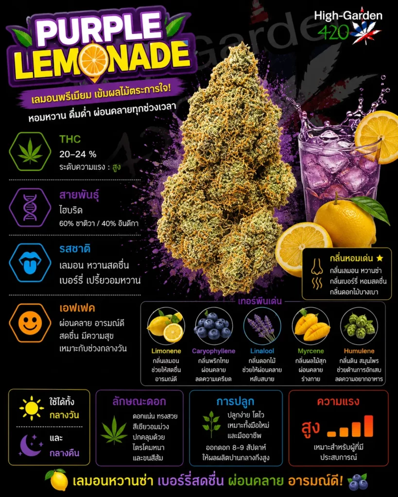 Purple Lemonade สายพันธุ์กัญชาไฮบริด THC 20-24%