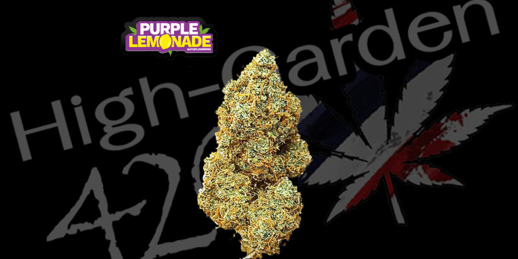 ดอกกัญชาสายพันธุ์ Purple Lemonade สีเขียวอมม่วงพร้อมไตรโครมชัดเจน