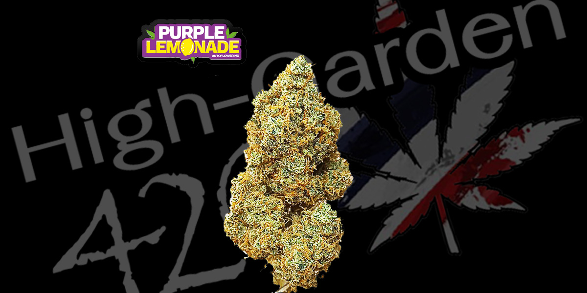 ดอกกัญชาสายพันธุ์ Purple Lemonade สีเขียวอมม่วงพร้อมไตรโครมชัดเจน