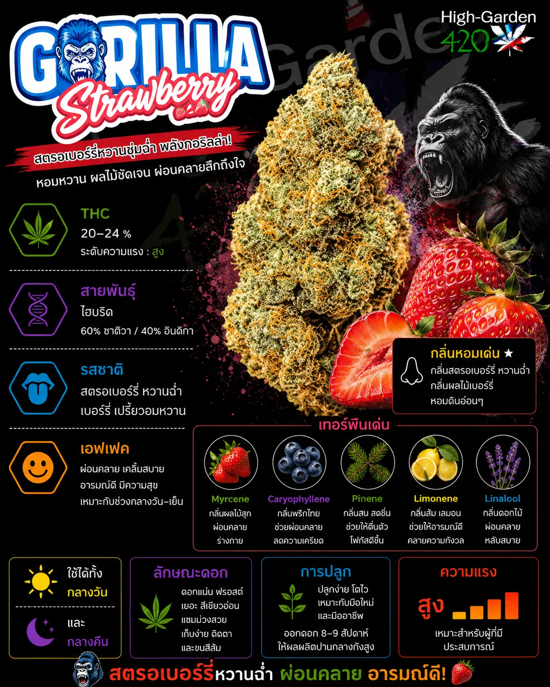 Strawberry Gorilla สายพันธุ์กัญชาไฮบริด THC 20-24%
