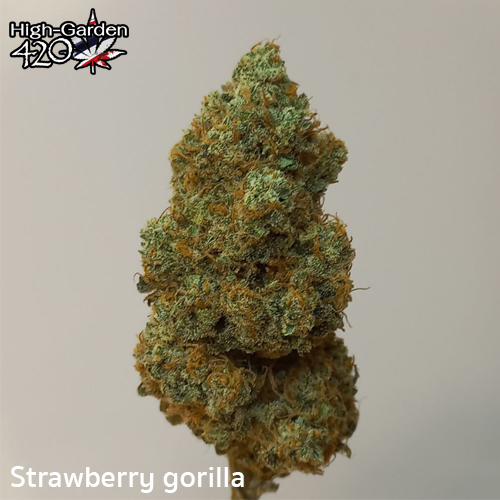 กัญชา Strawberry gorilla 1