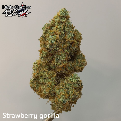 กัญชา Strawberry gorilla 2