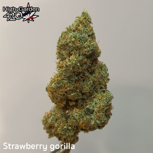 กัญชา Strawberry gorilla 3