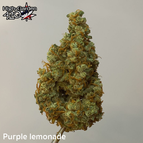 กัญชา Purple lemonade 1