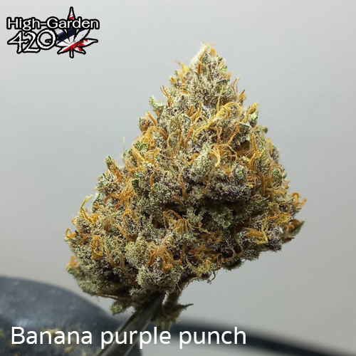 กัญชา photo_banana purple punch 1