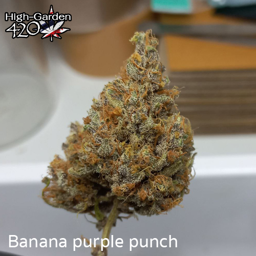 กัญชา photo_banana purple punch 2