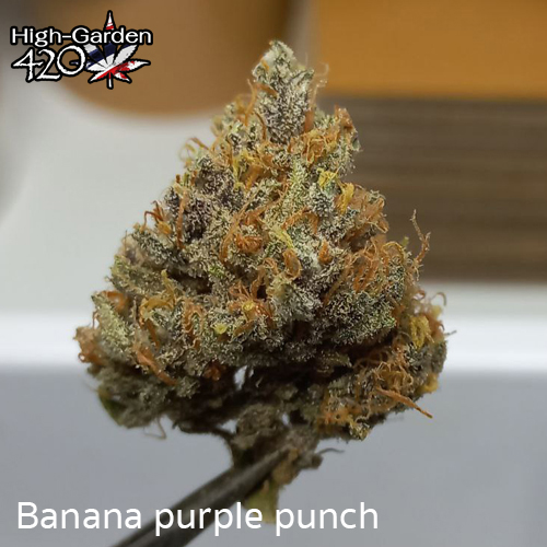 กัญชา photo_banana purple punch 3