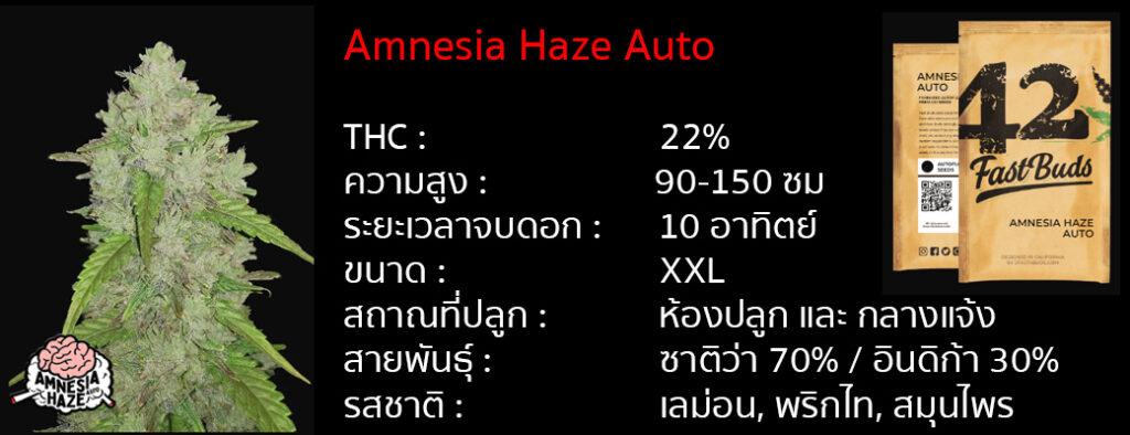 เมล็ดกัญชา Amnesia Haze