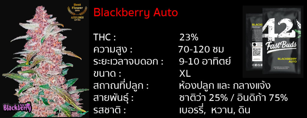 เมล็ดกัญชา Blackberry