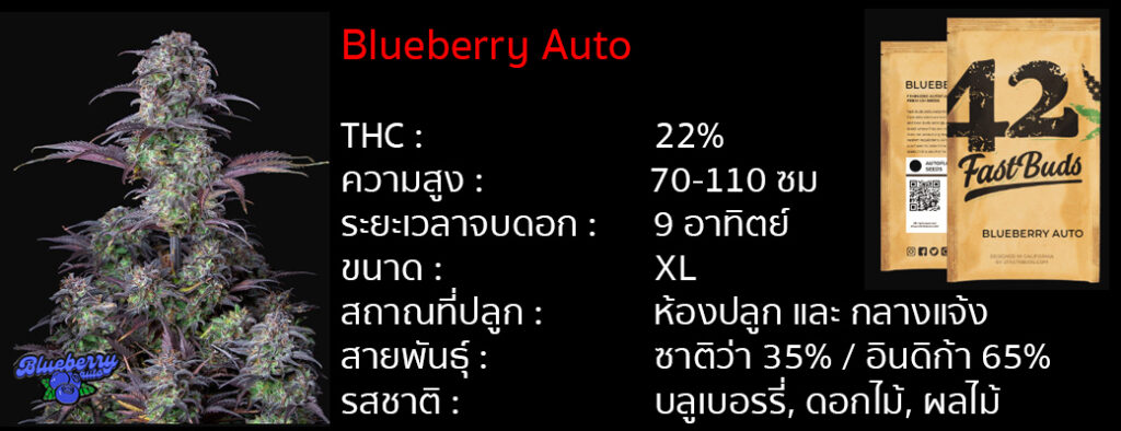 เมล็ดกัญชา Blueberry