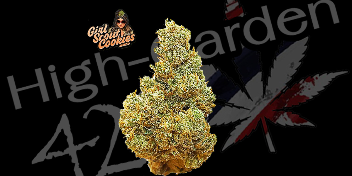 ดอกกัญชาสายพันธุ์ Girl Scout Cookies จากร้าน High-Garden420