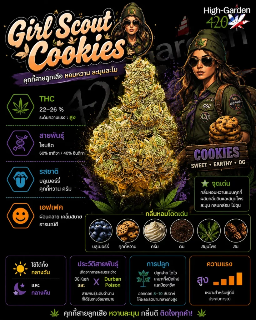 Girl Scout Cookies สายพันธุ์กัญชาไฮบริด THC 22-26%