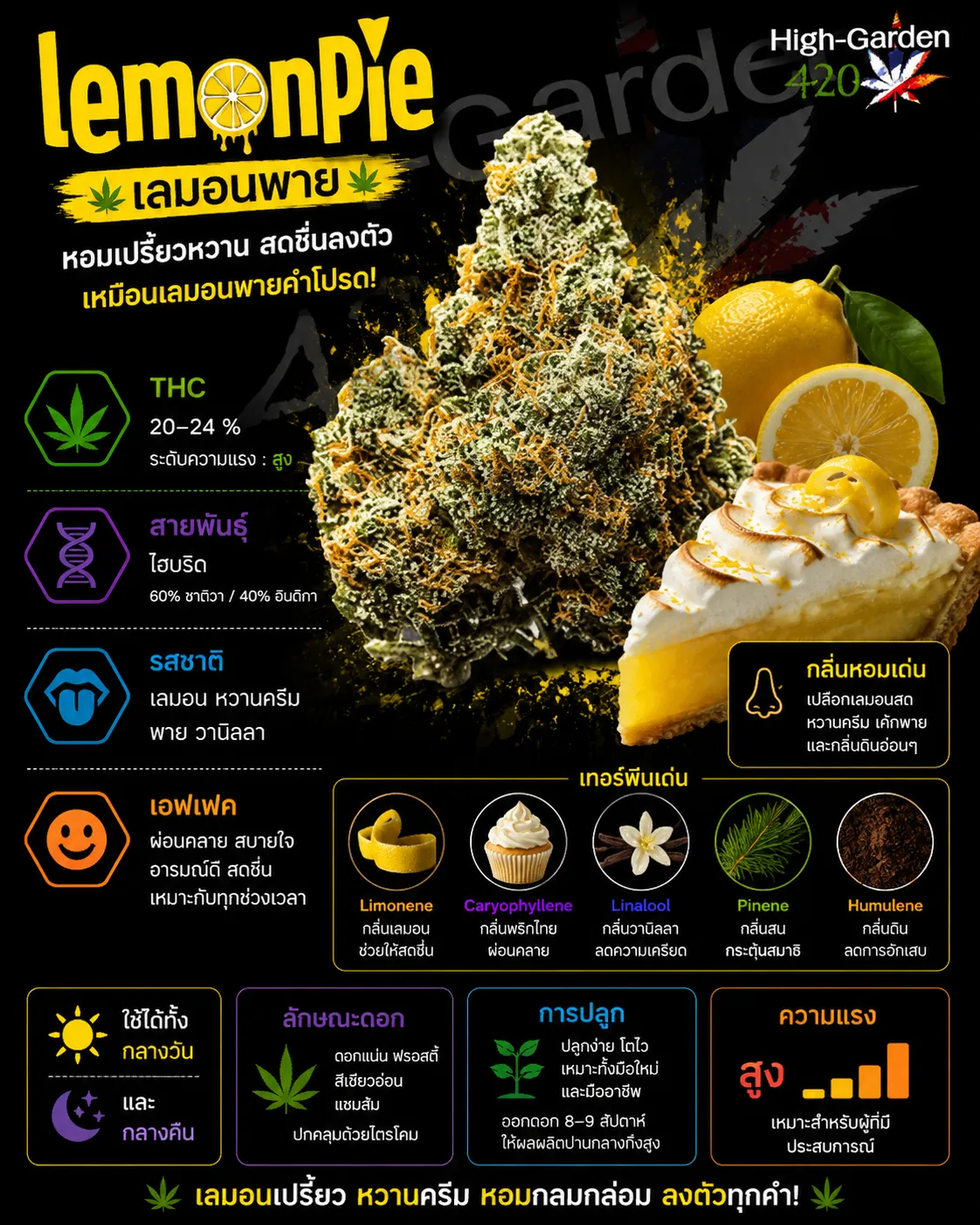 Lemon Pie strain สายพันธุ์กัญชาไฮบริด THC 20-24%