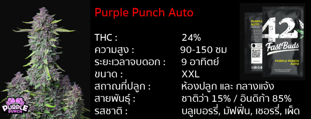 เมล็ดกัญชา Purple punch