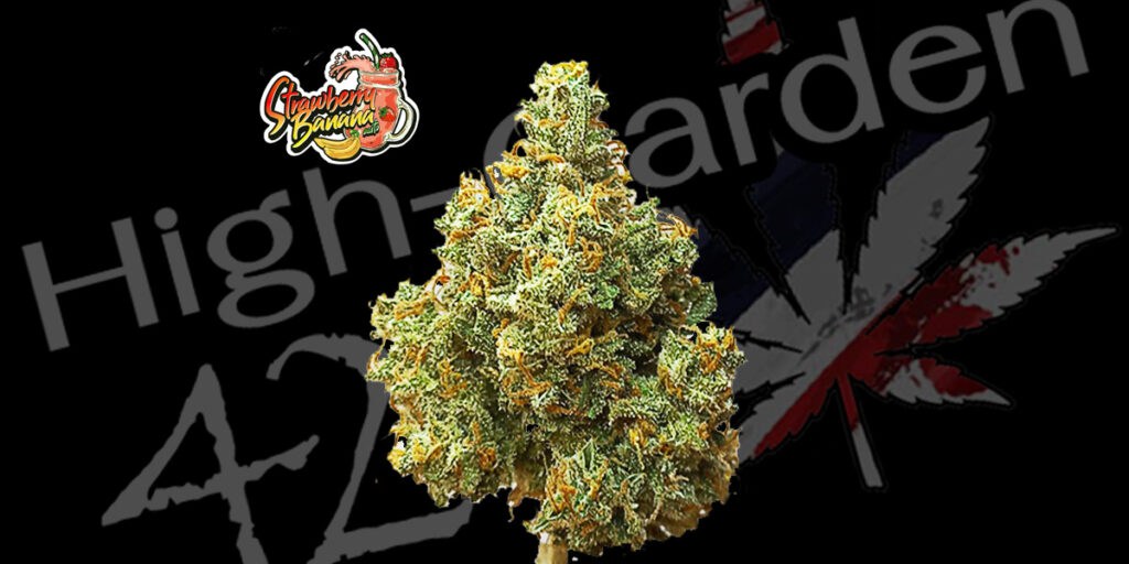 กัญชา Strawberry Banana strain ดอกแน่น กลิ่นผลไม้