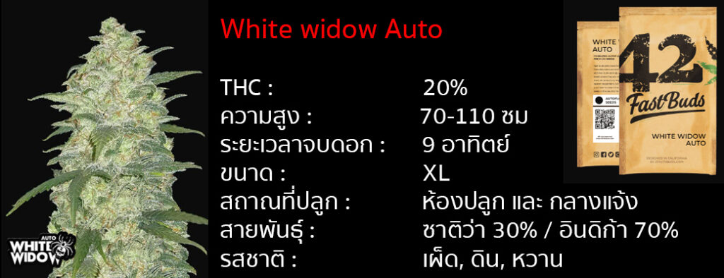 เมล็ดกัญชา White Widow