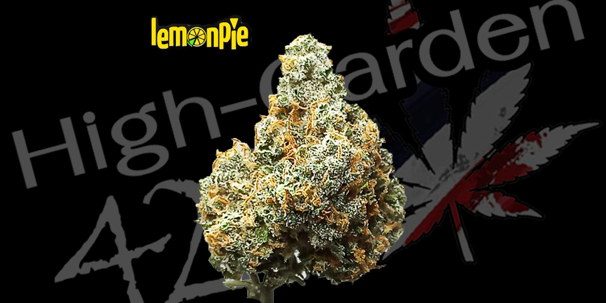 ดอกกัญชา Lemon Pie Strain สายพันธุ์จาก Fastbud กลิ่นหวานผ่อนคลาย