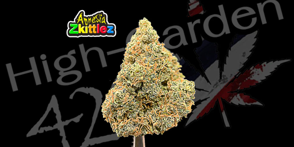 กัญชา Amnesia Zkittlez ดอกสวยสายพันธุ์ไฮบริด กลิ่นผลไม้หวานแรง THC สูง