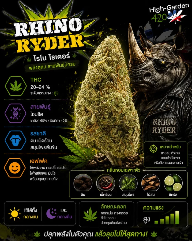Rhino Ryder กัญชาสายพันธุ์ไฮบริด จาก High-garden420