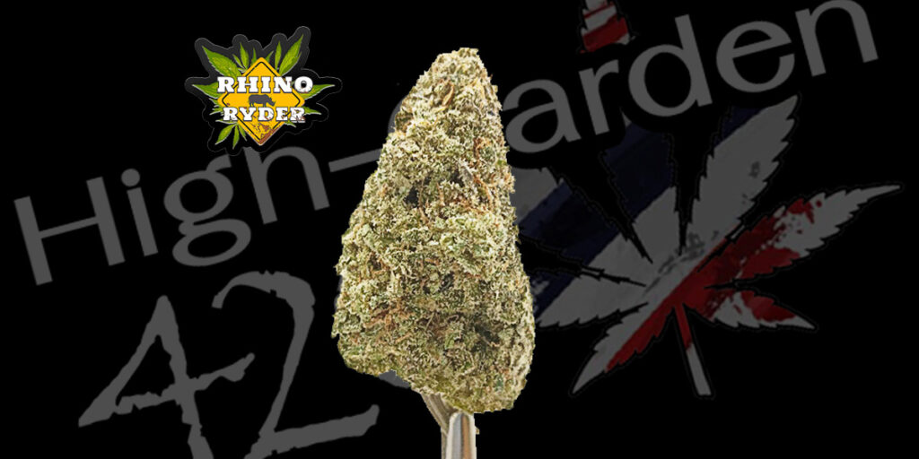 ภาพกัญชาสายพันธุ์ Rhino Ryder THC 20% CBD 1.2% ดอกแน่น กลิ่นหอม อินดิก้า