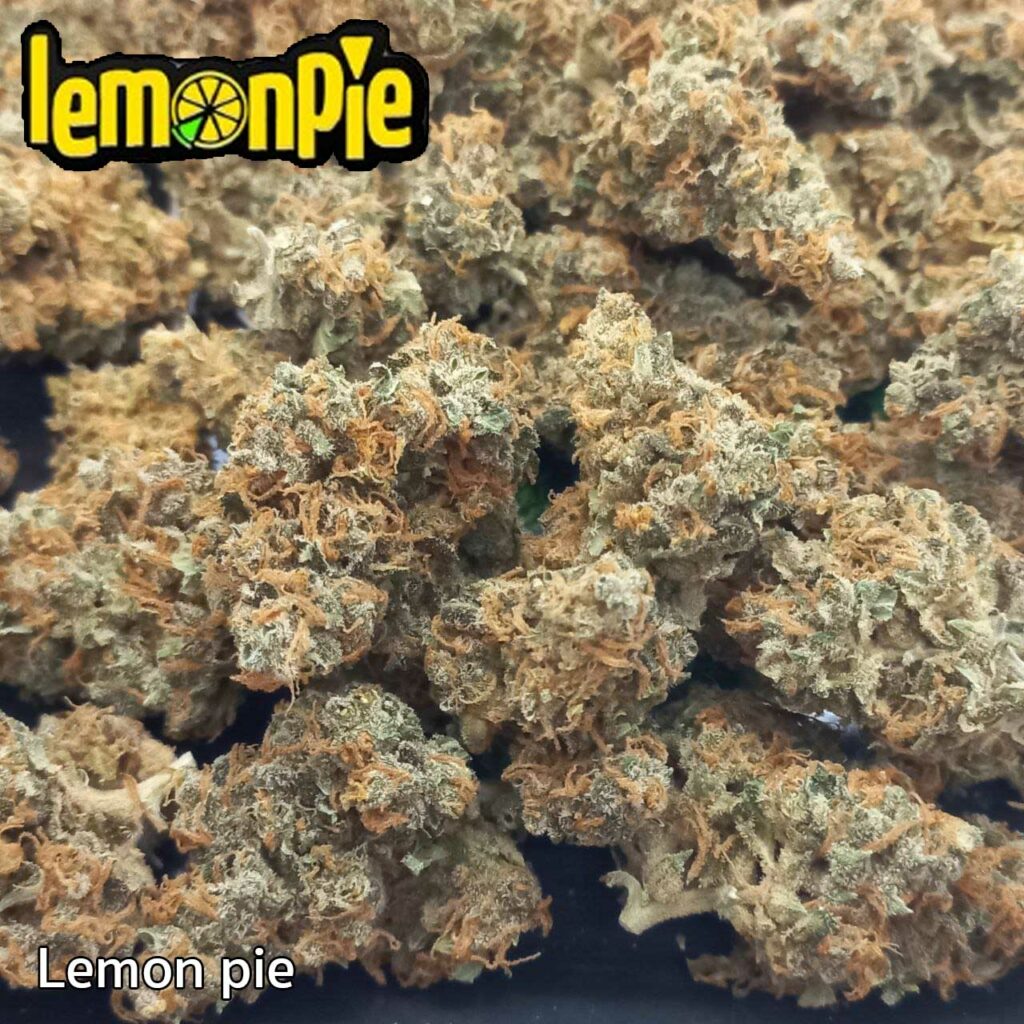 ดอกกัญชาสายพันธุ์ Lemon Pie สีเขียวปนส้ม กลิ่นเปรี้ยวหวานสดชื่น