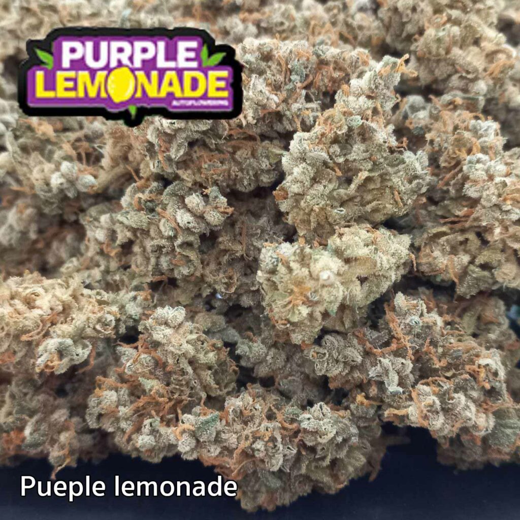 ดอกกัญชาสายพันธุ์ Purple Lemonade สีม่วงอมเขียว พร้อมไตรโคมแน่นทั่วดอก