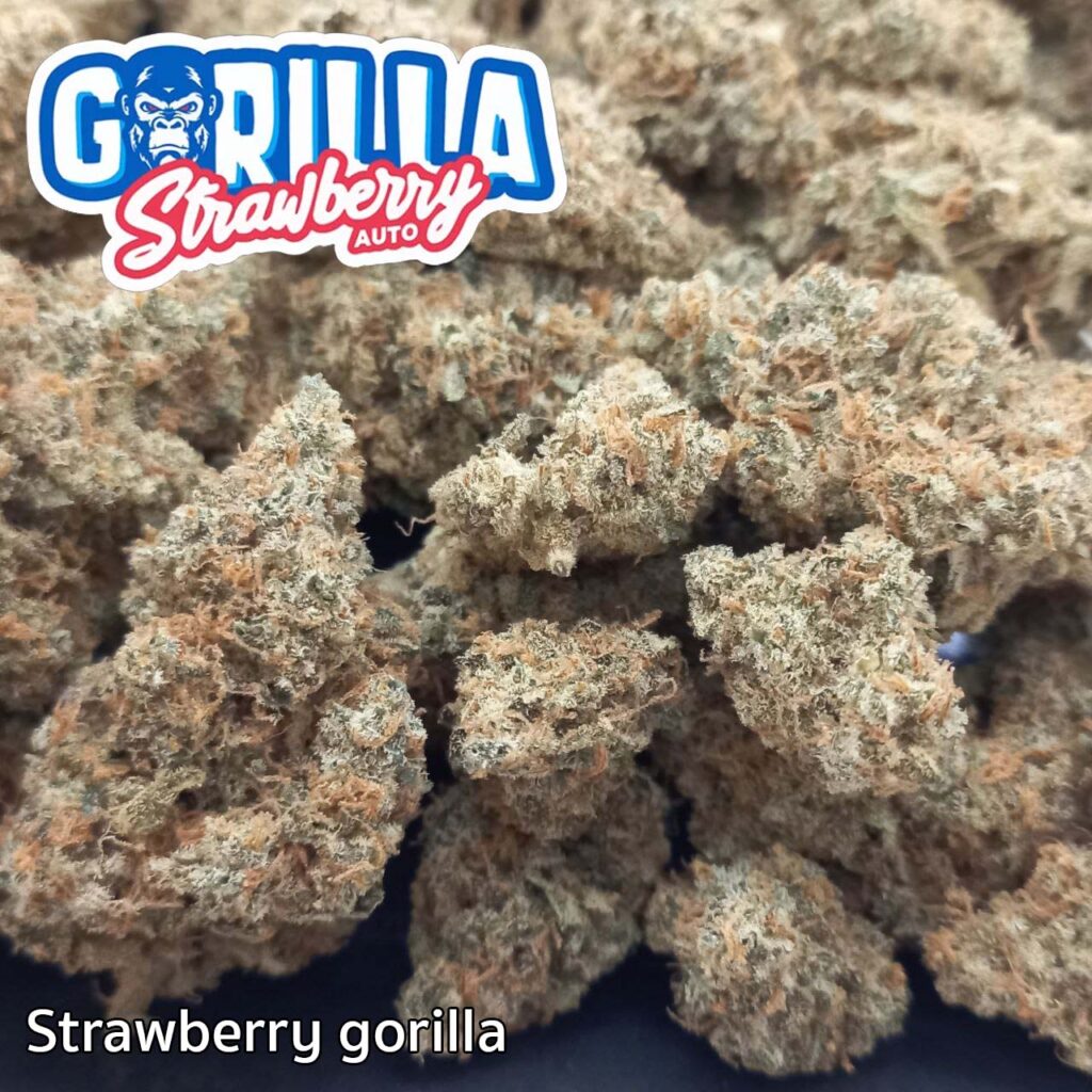 กัญชา_Strawberry gorilla