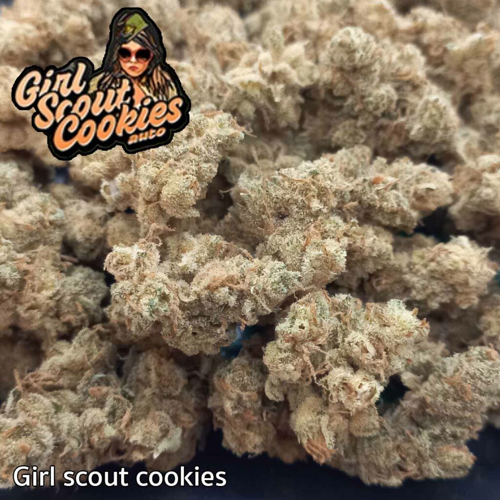 photo_Girl scout cookies