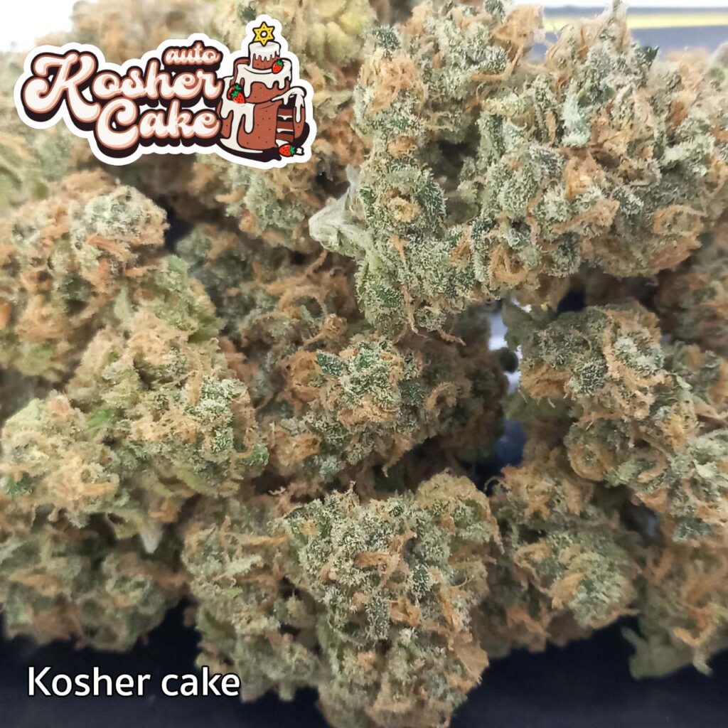 ดอกกัญชาสายพันธุ์ Kosher Cake สีเขียวปนม่วง พร้อมไตรโคมหนาแน่นทั่วดอก
