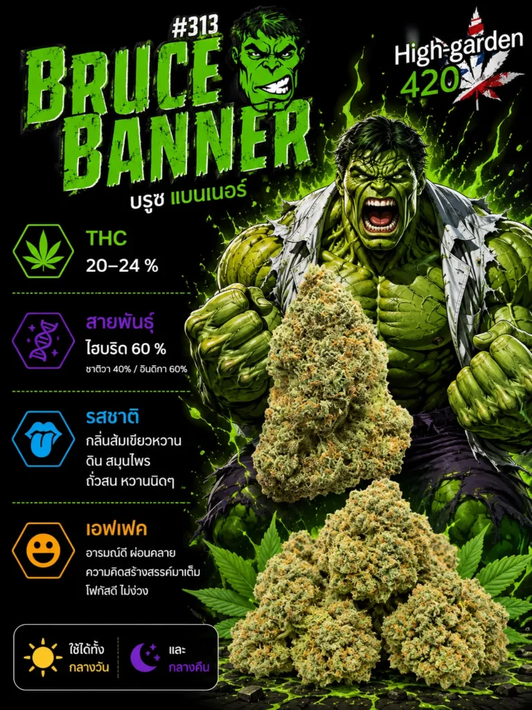 Bruce Banner strain สายพันธุ์กัญชาไฮบริด THC 20-24% จาก High-garden420