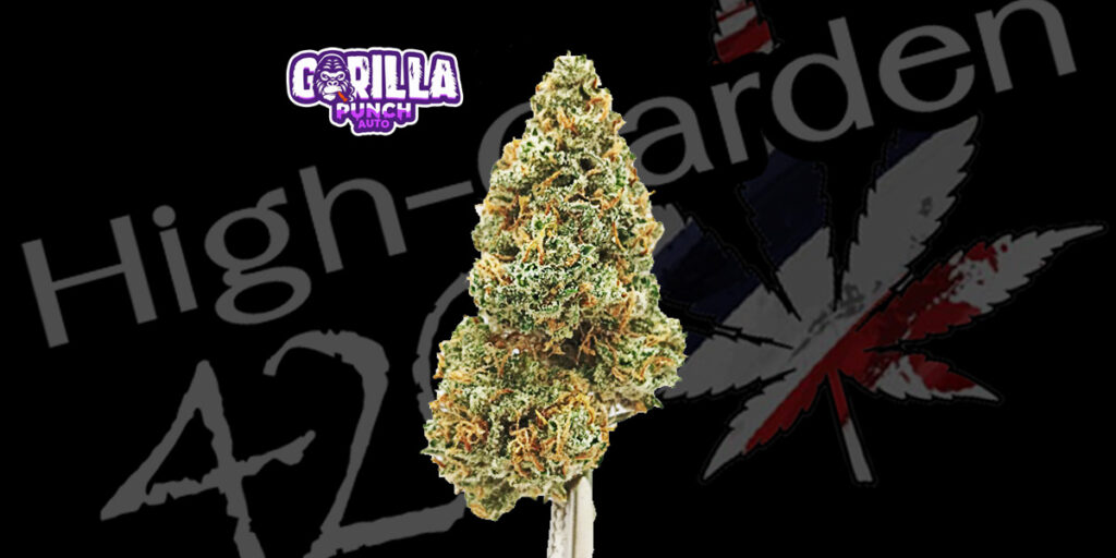 ดอกกัญชา Gorilla Punch สายพันธุ์ THC สูง 26%