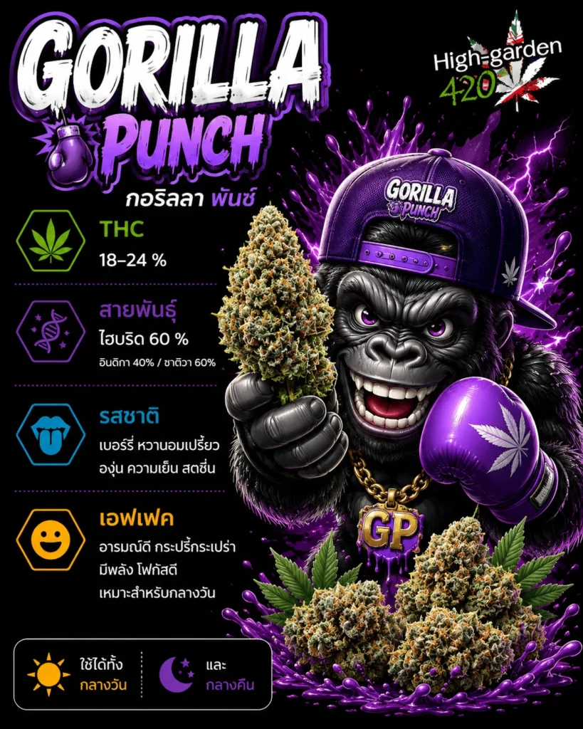 Gorilla Punch สายพันธุ์กัญชาไฮบริด THC 18-24%