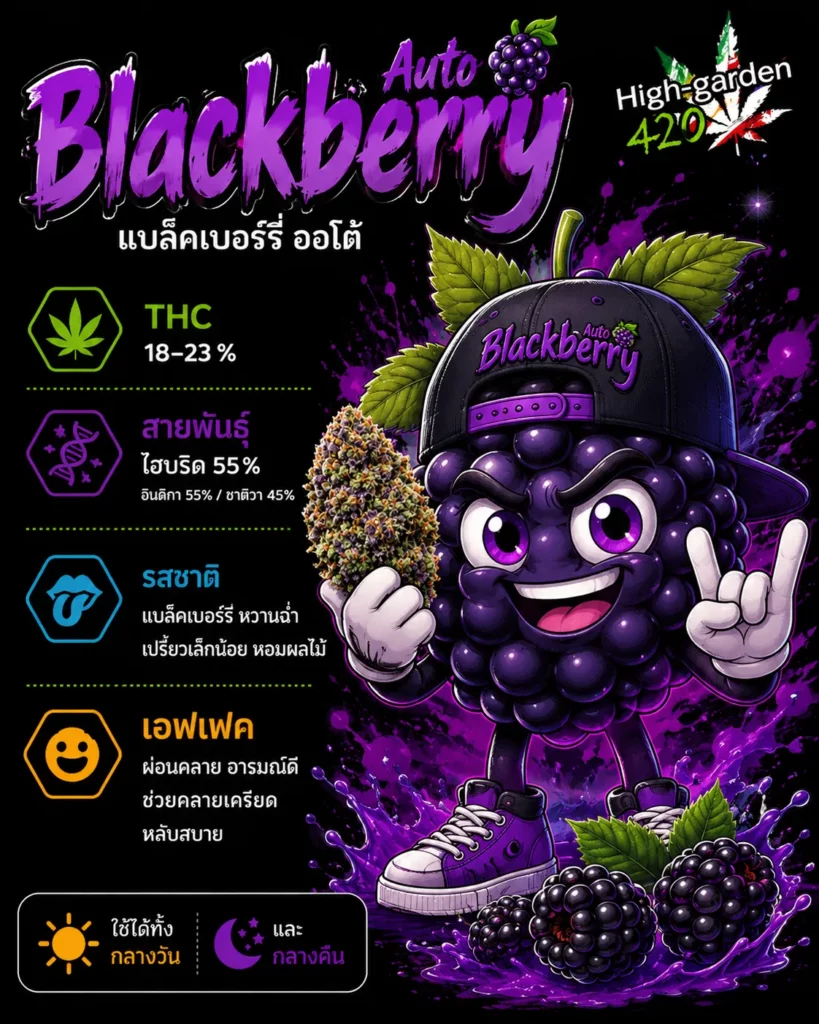 Blackberry สายพันธุ์กัญชาไฮบริด THC 18-23%