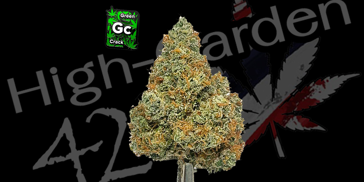 รีวิวกัญชา Green Crack สายพลังงาน